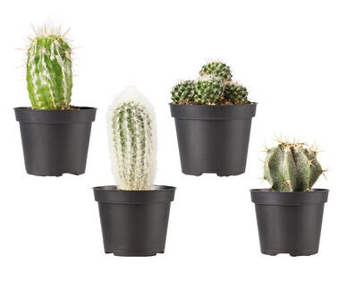 Assorted Cactus