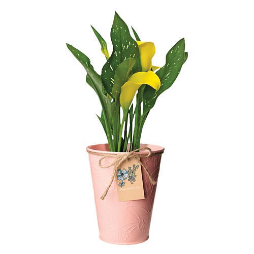 Calla Lily in Watering Can