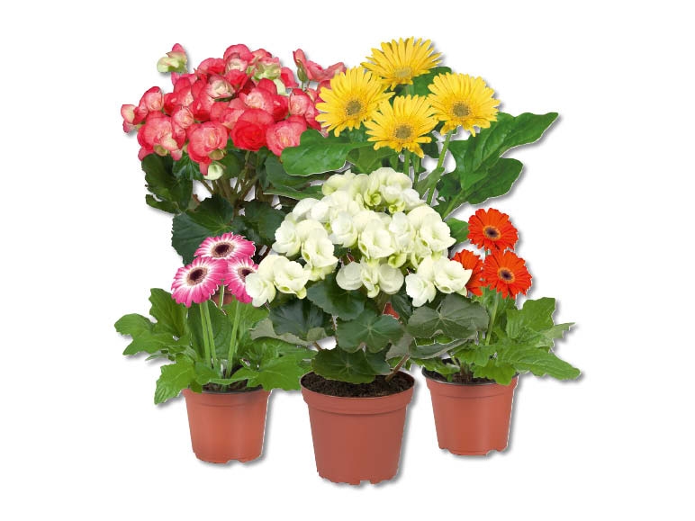 Plantes fleuries dans des sachets décoratifs (dès 14.7.)
