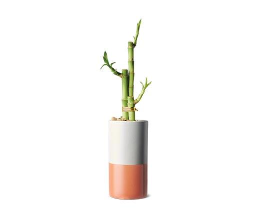 2.5" Lucky Bamboo