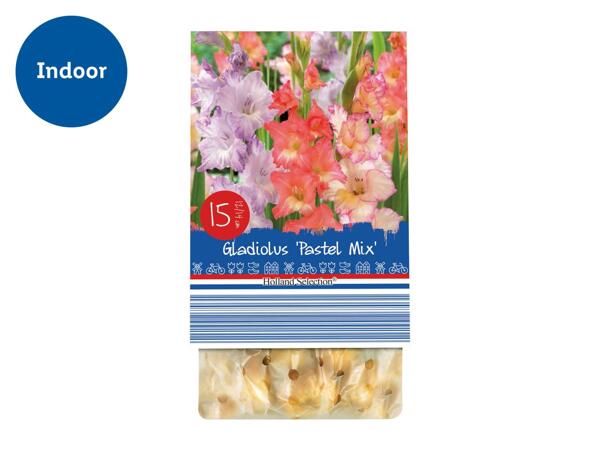 Autumn Flowering Bulbs