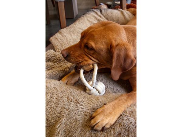 Dog Chew Toy