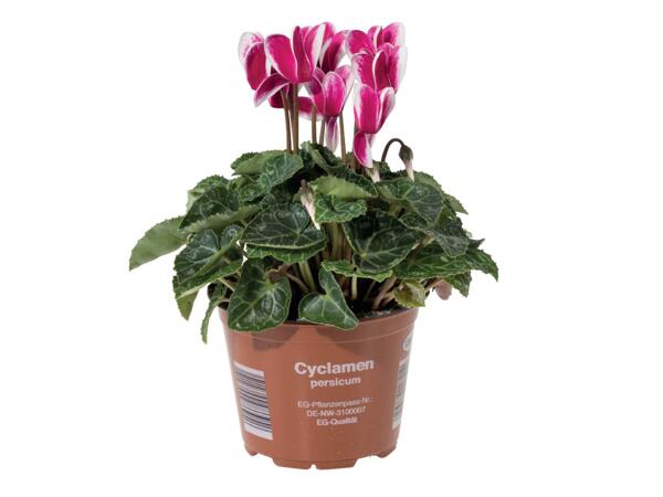 Cyclamen