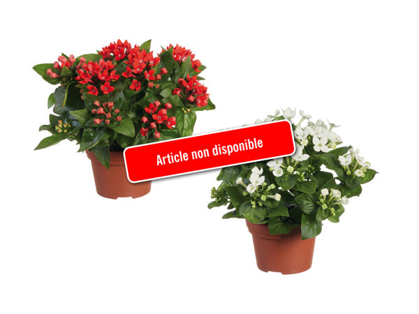 Bouvardia Noël