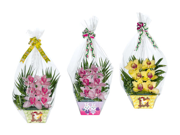 Composizione di orchidee per Pasqua