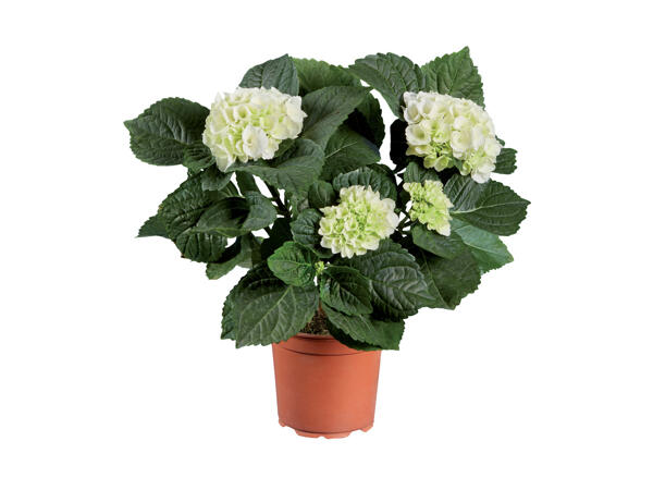 Hydrangea