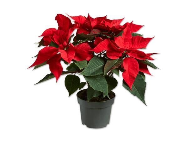 Weihnachtsstern Mehrtrieber