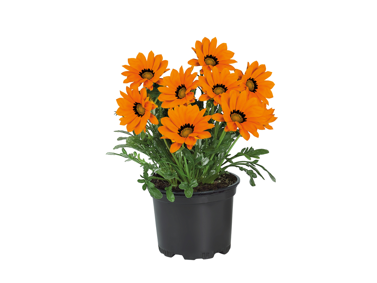Assorted Perennials1