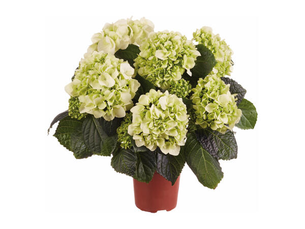Hydrangea