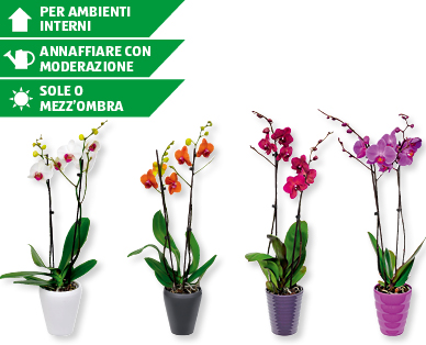 Phalaenopsis con coprivaso di ceramica