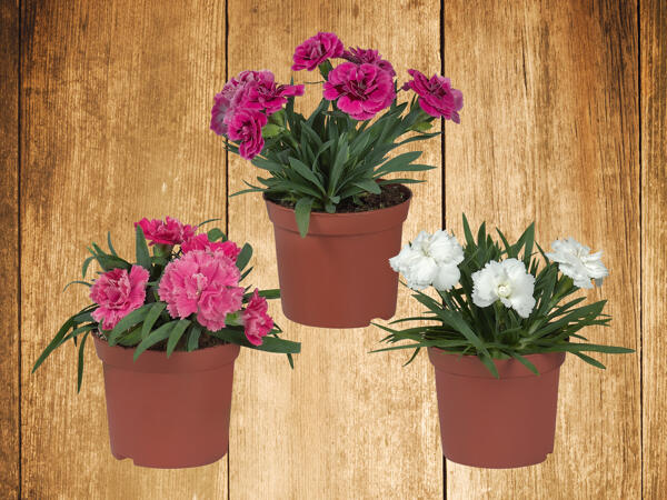 Nelken (Dianthus)