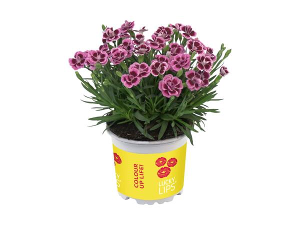 Dianthus Lucky Lips