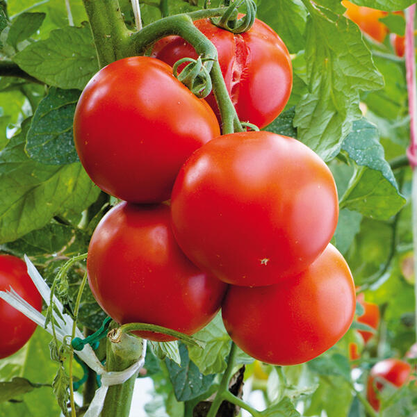 Tomatenpflanze