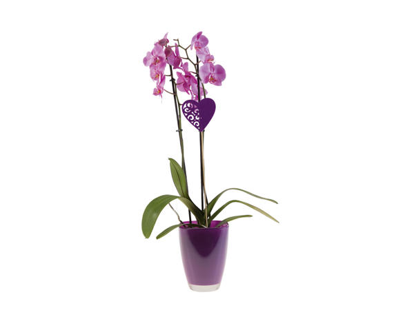 Valentine Orchid