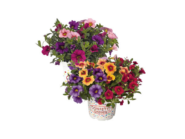 Småpetunia Million Bells