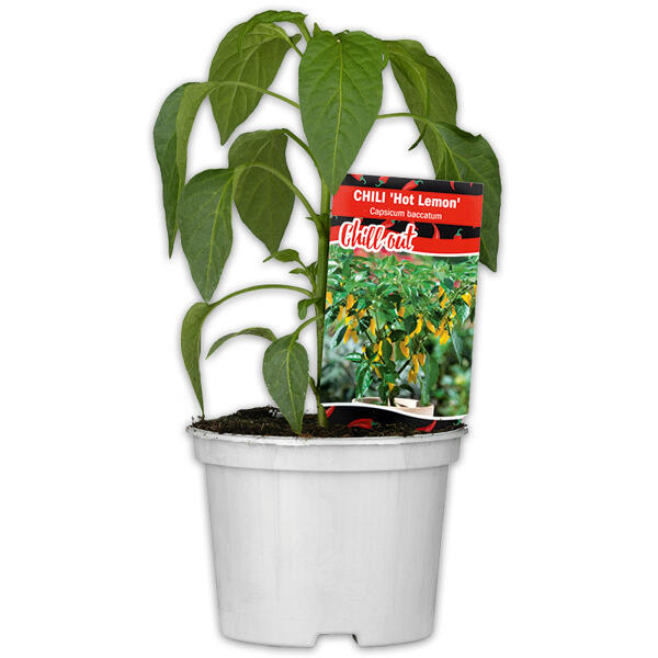 Gurkenpflanze Vielfalt Mix / Hot Peppers "Chill out"