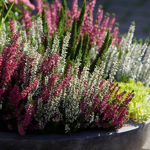 Calluna Beauty Ladies