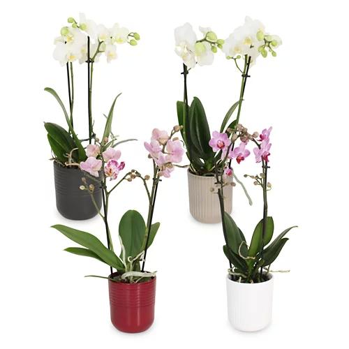 Orchidee midi im Übertopf