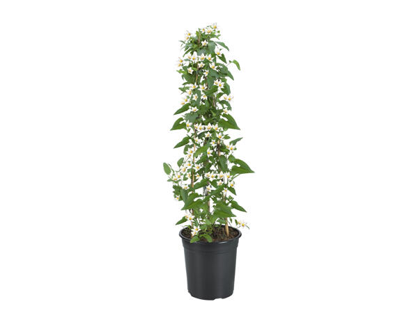 Jasmine Nightshade