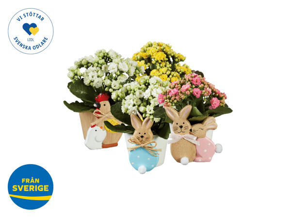 Kalanchoe i påskkruka