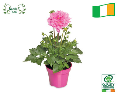 Large Dahlia Bell Pot