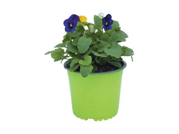 Viola Trio Pot