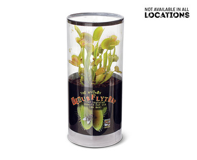 Venus Fly Trap