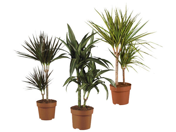 Dracaena Mix