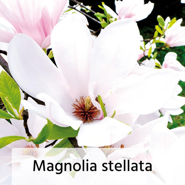 Magnolie