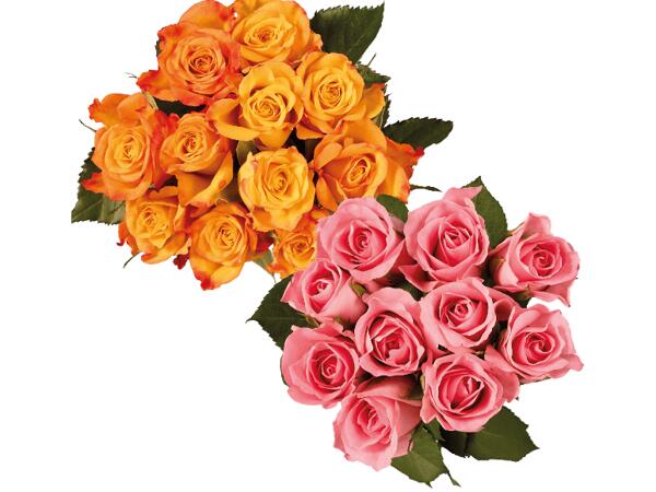 Premium rosor
