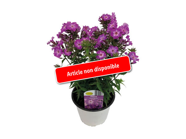 Phlox paniculata