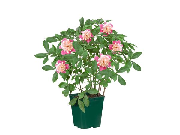 Peonies