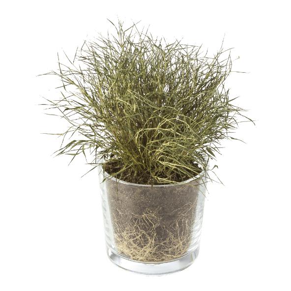 Kamerplant