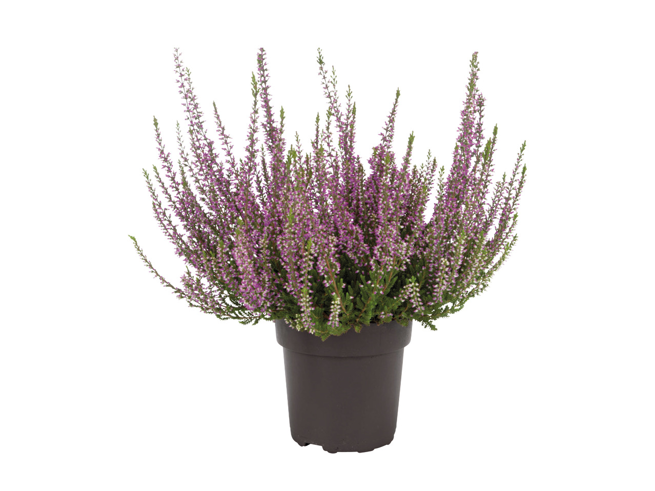 Autumn Heather1