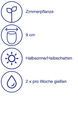 Fleischfressende Pflanze