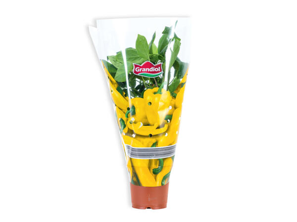 Tomato/Pepper Plant