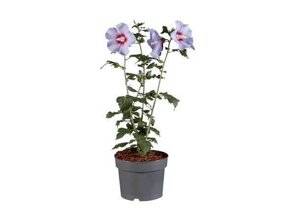 Hibiscus Mix