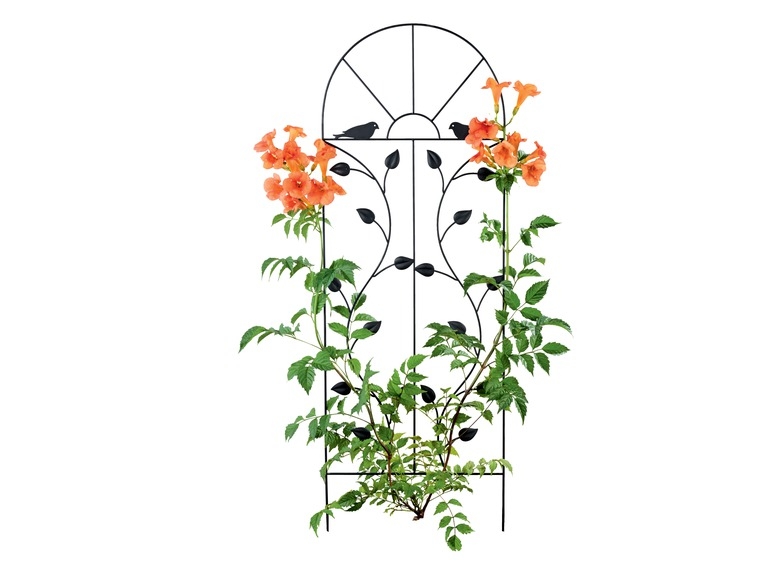 Plantenklimrek