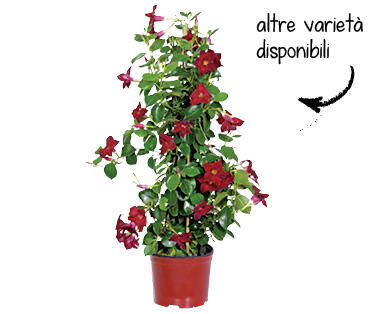 DIPLADENIA