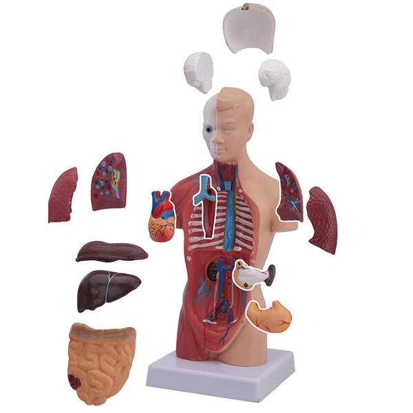 Anatomisches Körpermodell