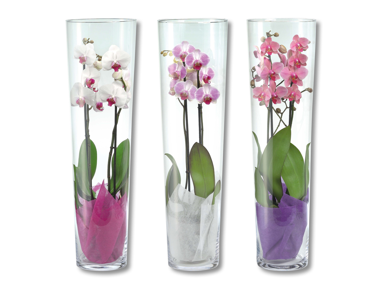 Phalaenopsis 2 tiges dans un vase en verre