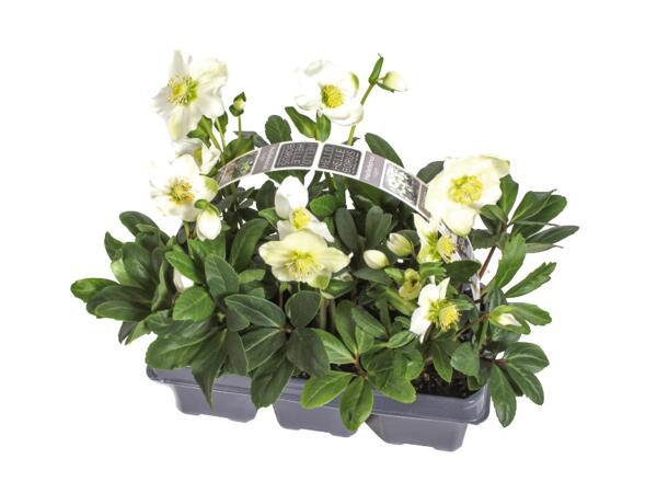 Christmas Rose (Helleborus Niger)