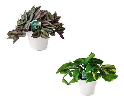 5" Foliage Assorted Varieties