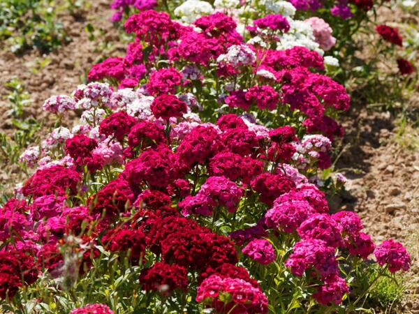 Scented Dianthus