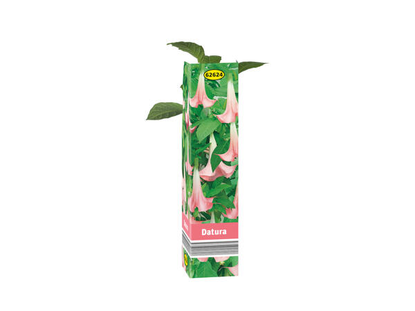 Assorted Flowering Plants