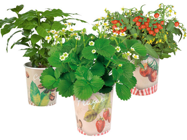 Fruchtpflanzen im Becher