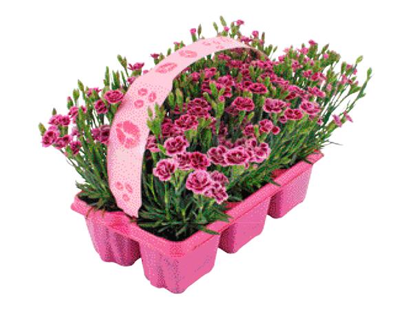 Trädgårdsnejlika, Pink kisses