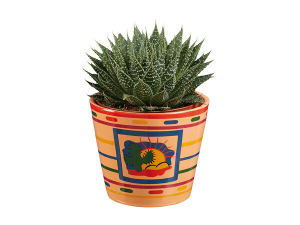 Succulent
