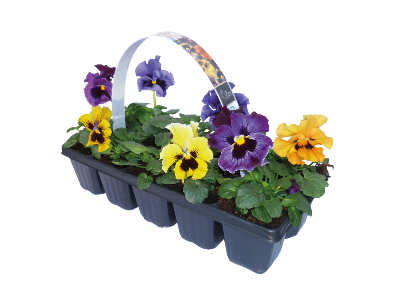 British Frizzle Sizzle Pansies1