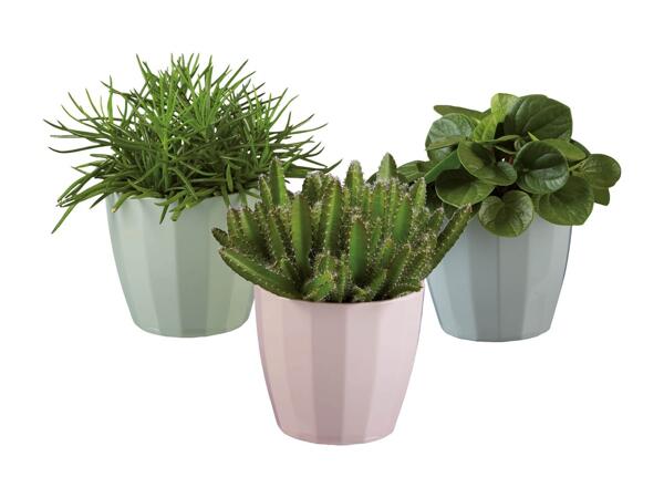 Green Plants